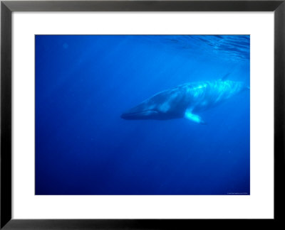 Minke Whale In The Great Barrier Reef by Dave Levitt Pricing Limited Edition Print image