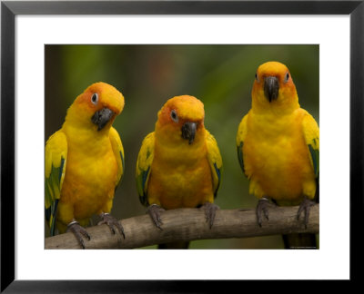 Closeup Of Three Captive Sun Parakeets by Tim Laman Pricing Limited Edition Print image