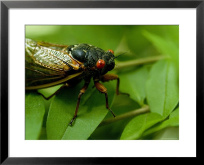 Close View Of A Red-Eyed Cicada Sitting On A Leaf, Arlington, Virginia by Todd Gipstein Pricing Limited Edition Print image