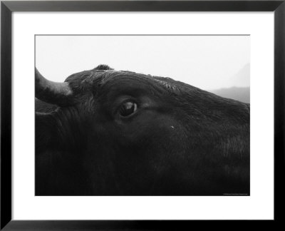 Bull Walking In The Streets, Svalbard, Norway by Brimberg & Coulson Pricing Limited Edition Print image