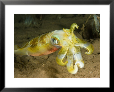 Closeup Of A Bigfin Reef Squid, Bali, Indonesia by Tim Laman Pricing Limited Edition Print image