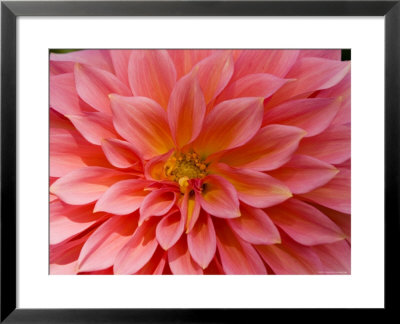 Closeup Of A Pink Flower In Butchart Gardens by Tim Laman Pricing Limited Edition Print image