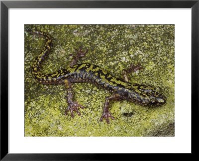 Arboreal Green Salamander Crawls Accross Its Rocky Habitat by George Grall Pricing Limited Edition Print image