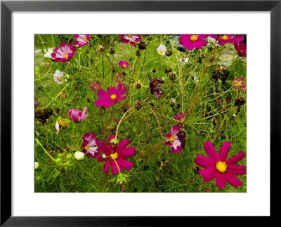 Field Of Wild Flowers Growing In The Hills Of Tuscany, Italy by Todd Gipstein Pricing Limited Edition Print image