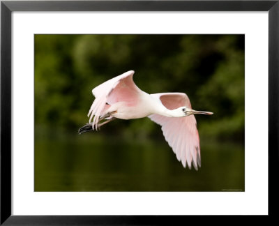 Juvenile Roseate Spoonbill In Flight, Tampa Bay, Florida by Tim Laman Pricing Limited Edition Print image