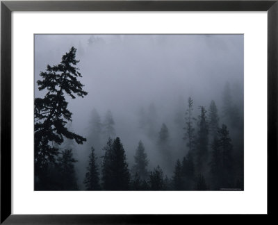 Morning Fog In The Pine Forest Above The Salmon River by Bill Hatcher Pricing Limited Edition Print image