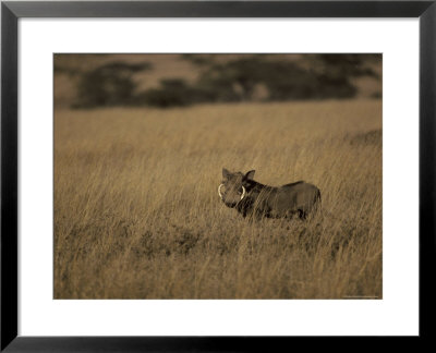 Warthog Portrait On Savannah Grassland With Large Tusks And Ears Alert, Serengetti, Tanzania by Jason Edwards Pricing Limited Edition Print image
