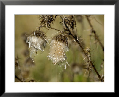Wild Cotton-Like Plant With Thorns, Groton, Connecticut by Todd Gipstein Pricing Limited Edition Print image