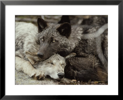 Twenty-Week-Old Gray Wolves, Canis Lupus, Rest Together by Jim And Jamie Dutcher Pricing Limited Edition Print image