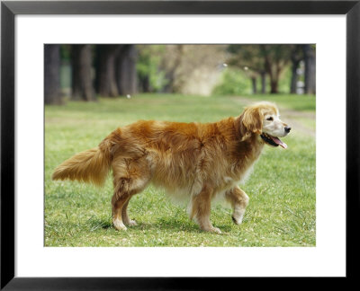 Golden Retriever Named Teddy Panting by Jason Edwards Pricing Limited Edition Print image