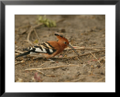 African Hoopoe Bird Foraging On The Ground by Beverly Joubert Pricing Limited Edition Print image