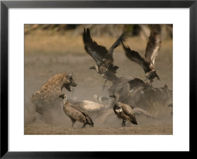 Spotted Hyena And White-Backed Vultures Duel Over A Carcass by Beverly Joubert Pricing Limited Edition Print image