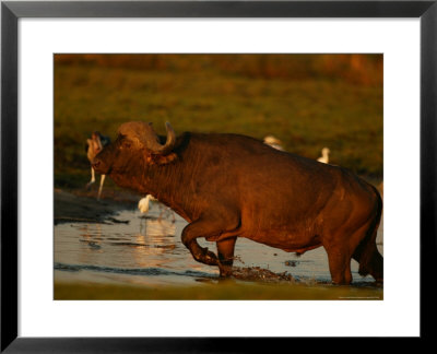 African Buffalo Trudging Through Water Near Egrets At Dusk by Beverly Joubert Pricing Limited Edition Print image