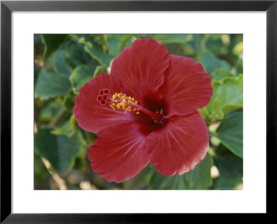 Close View Of A Hybrid Hibiscus Flower by Rich Reid Pricing Limited Edition Print image