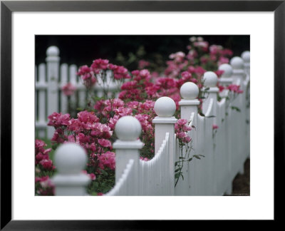 Pink Roses Growing Along A Wooden Fence by Michael Melford Pricing Limited Edition Print image