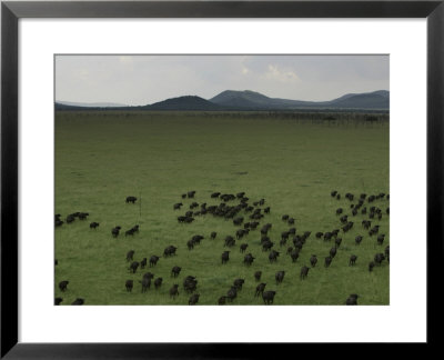 Wildebeest Migration Across The Savannah, Africa by Randy Olson Pricing Limited Edition Print image