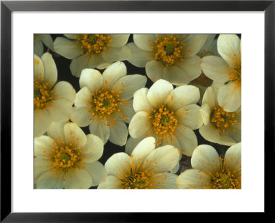 Detail Of Flowers, Mountain Aven, Nunavut, Canada by Nick Norman Pricing Limited Edition Print image