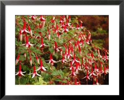 Fuchsia Flowers In A Vancouver Garden, Vancouver, Bc, Canada by Darlyne A. Murawski Pricing Limited Edition Print image