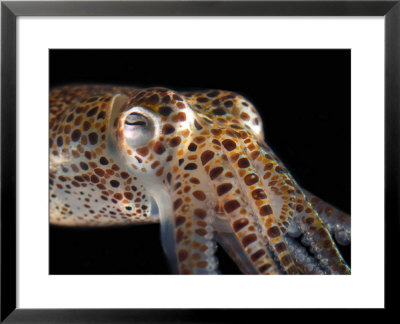Close-Up Of A Dwarf Cuttlefish, Sepiola Species, Derawan Island, Borneo, Indonesia by Darlyne A. Murawski Pricing Limited Edition Print image