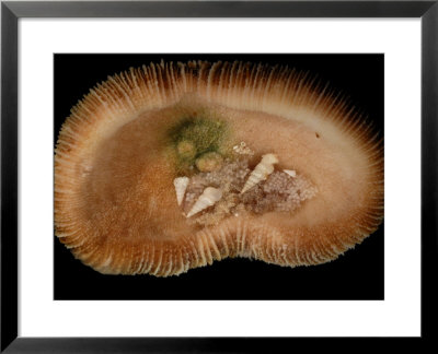 Parasitic Snails Guard Eggs Under A Mushroom Coral, Kakaban Island, Borneo, Indonesia by Darlyne A. Murawski Pricing Limited Edition Print image