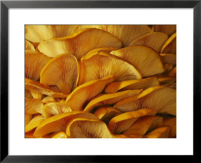 Close View Of Jack-O-Lantern Mushrooms By Day, Norwich, Vermont by Darlyne A. Murawski Pricing Limited Edition Print image