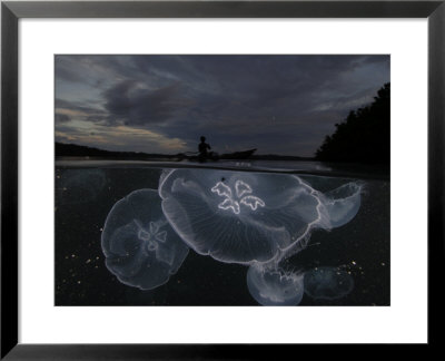 Moon Jellyfish Rise At Nightfall Off The Island Of Gam by David Doubilet Pricing Limited Edition Print image