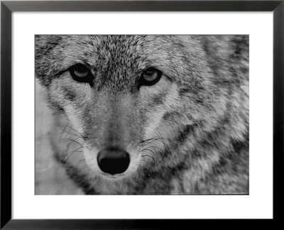 Close Up Of A Coyote by Stan Wayman Pricing Limited Edition Print image