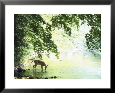Lone White-Tailed Deer Drinking Water From Banks Of Cheat River by John Dominis Pricing Limited Edition Print image