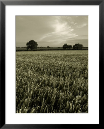 Suffolk Field by Tim Kahane Pricing Limited Edition Print image