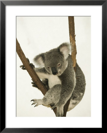 Australia, Queensland, Lone Pine Koala Sanctuary, Koala by Walter Bibikow Pricing Limited Edition Print image