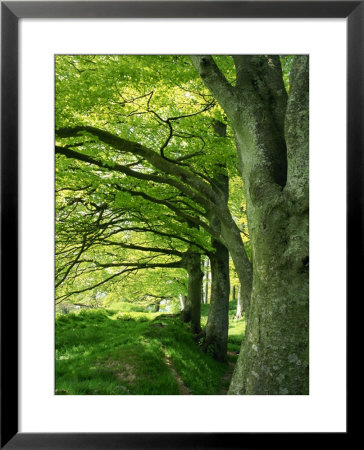 Line Of Beech Trees In A Wood In Spring by Lightfoot Jeremy Pricing Limited Edition Print image