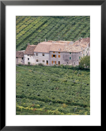 Vineyards Near Fumane In The Centre Of The Valpolicella Classico Zone, Fumane, Veneto, Italy by Michael Newton Pricing Limited Edition Print image