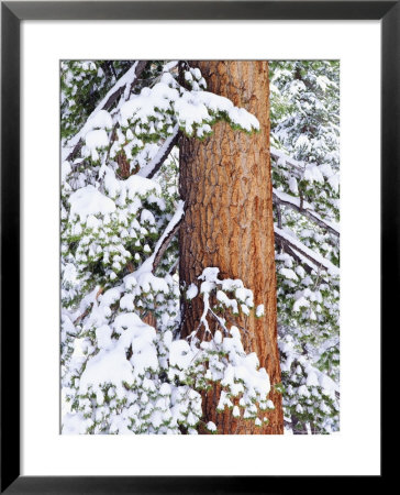 Fresh Snow On Red Fir Trees, Sierra Nevada Mountains, California, Usa by Christopher Talbot Frank Pricing Limited Edition Print image