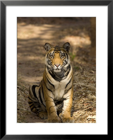 Bengal Tiger, Panthera Tigris Tigris, Bandhavgarh National Park, Madhya Pradesh, India, Asia by Thorsten Milse Pricing Limited Edition Print image