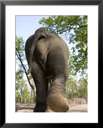 Indian Elephant (Elephus Maximus), Bandhavgarh National Park, Madhya Pradesh State, India, Asia by Thorsten Milse Pricing Limited Edition Print image
