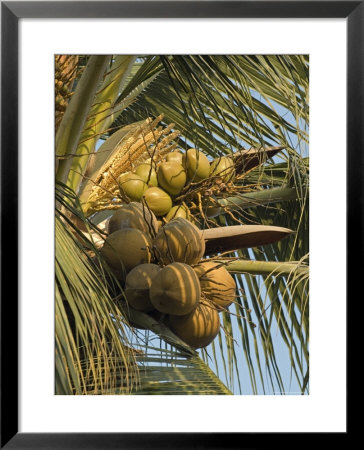 Coconuts Cluster At Los Tules Resort In Puerto Vallarta, Mexico by Rich Reid Pricing Limited Edition Print image