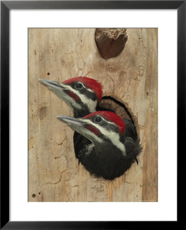 Baby Pileated Woodpeckers Peer From The Tree Hole Nest by George Grall Pricing Limited Edition Print image