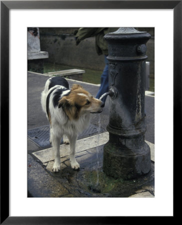 Dog Drinking From A Street Fountain In Rome, Italy by Richard Nowitz Pricing Limited Edition Print image