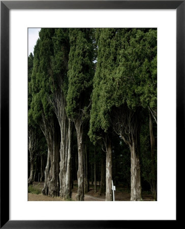 Italian Cypress Trees Line A Road In Tuscany, Italy by Todd Gipstein Pricing Limited Edition Print image