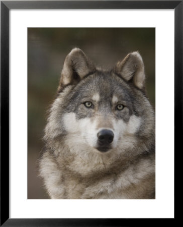 Gray Wolves At The Rolling Hills Wildlife Adventure by Joel Sartore Pricing Limited Edition Print image