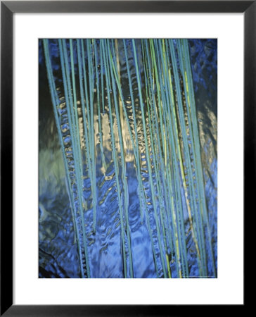 Water Ribbon Grasses, Triglochin Procera, In A River Stream, Australia by Jason Edwards Pricing Limited Edition Print image