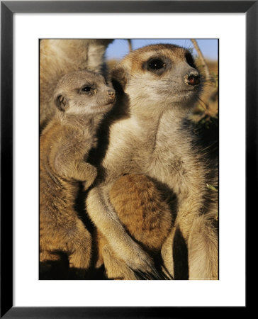 Meerkat Pups With Their Caretaker by Mattias Klum Pricing Limited Edition Print image