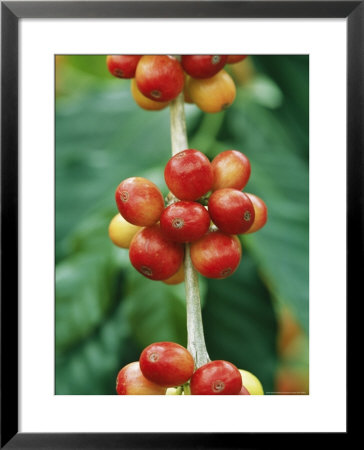 Close View Of Coffee Berries by Marc Moritsch Pricing Limited Edition Print image