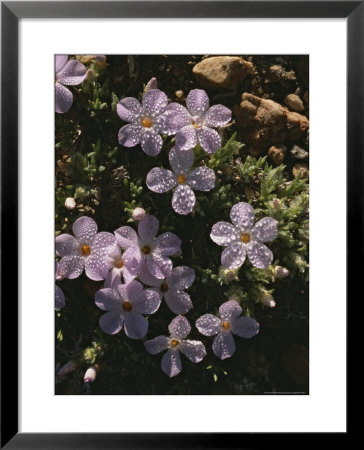 Close-Up Of Wildflowers Covered In Rain Drops, Long Meadow by Phil Schermeister Pricing Limited Edition Print image