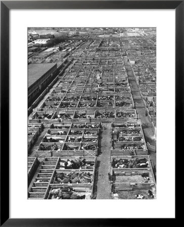 Beef Cattle Being Held In Large Pens At The Union Stockyards by Bernard Hoffman Pricing Limited Edition Print image