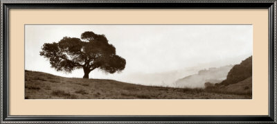 Black Oak Tree by Alan Blaustein Pricing Limited Edition Print image