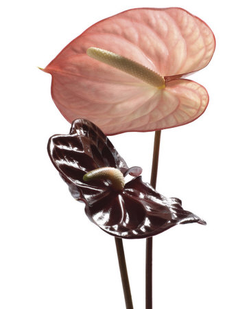 Anthurium by Ben Davies Pricing Limited Edition Print image