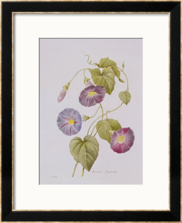 Ipomoea Violacea (Morning Glory) by Pierre-Joseph Redouté Pricing Limited Edition Print image