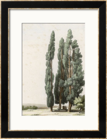 Cypress by Girard Pricing Limited Edition Print image