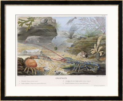 An Attractive Blue Lobster With Red Feelers And A Crab And A Shrimp And Some Other Crustacea by P. Lackerbauer Pricing Limited Edition Print image
